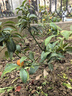 墨一金桔盆栽四季桔室內陽(yáng)臺庭院樹(shù)苗植物 愛(ài)麗絲白塑盆金桔 源頭直發(fā) 曬單實(shí)拍圖