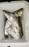 YGK PE SUPER 超細4編大力馬子線0.03號強拉力耐磨防咬pe線路亞飛磕釣魚線主線 4編超細大力馬【50米】白色 0.05 曬單實拍圖
