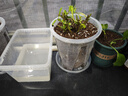 尚洋控根透明花盆16口徑(含托)園藝綠植盆栽種植花卉種菜盆多肉塑料盆 曬單實(shí)拍圖