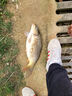 狼王樂(lè)釣魚竿3號(hào)5號(hào)7號(hào)專業(yè)滑漂磯竿磯釣竿大導(dǎo)環(huán)海釣海竿遠(yuǎn)投竿 7號(hào)-4.5米裸竿+竿稍+頂環(huán) 曬單實(shí)拍圖