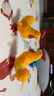 網(wǎng)紅發(fā)條蹦跳大公雞玩具上鏈條仿真動物嬰幼兒學(xué)爬2-4周歲 跳跳大公雞兩只 曬單實(shí)拍圖