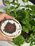 多肉植物組合小盆栽玉露桃蛋帶陶瓷盆土老樁高端仙人球不支持退貨 主圖款新手6盆套餐 送標(biāo)簽+托盤+ 含盆 曬單實(shí)拍圖
