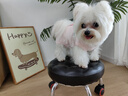 嬉皮狗（hipidog）春夏季狗狗中小型犬簡約時尚布標(biāo)寶包肚衣貓咪四腳空調(diào)服寵物衣服 奧麗粉 S S（建議體重3-5斤） 曬單實拍圖