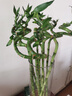 聽雪樓富貴竹水培植物轉(zhuǎn)運竹水養(yǎng)客廳綠植發(fā)財樹觀音竹子花卉盆栽室內(nèi) 75cm轉(zhuǎn)運竹彎竹10棵 不含盆 曬單實拍圖