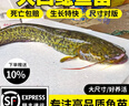 南方兩須大口鯰魚(yú)苗耐低溫淡水養(yǎng)殖冷水肉食土鯰河鯰塘鲺魚(yú)苗 大口鯰魚(yú)苗12-15厘米 20條 +2條 曬單實(shí)拍圖