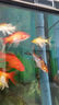招財錦鯉魚(yú)觀(guān)賞魚(yú) 冷水魚(yú)活魚(yú)招財魚(yú)好養耐活 風(fēng)水富貴魚(yú) 精品錦鯉隨機多種顏色6條 8-10厘米 曬單實(shí)拍圖