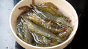 賣(mài)魚(yú)七郎 青島鹽凍大蝦海捕青蝦生鮮 蝦類(lèi)白蝦海鮮水產(chǎn)鮮凍國產(chǎn) 3.2斤(凈重)  【50-60只/公斤】無(wú)冰凈重純蝦 曬單實(shí)拍圖