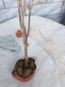 看匠梅花樹(shù)苗紅梅綠梅臘梅榆葉梅花苗室內外多年生冬季耐寒老樁盆景 臘梅 直徑1.5公分粗帶土球發(fā)貨 曬單實(shí)拍圖