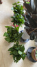 嘆為觀(guān)止綠蘿盆栽梔子花卉財樹(shù)大號白紅掌文竹常春藤凈化空氣常春藤萬(wàn)年青 大綠蘿彩繪圖案吸水盆四盆+肥料2包 含盆 曬單實(shí)拍圖