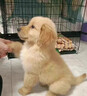 寵邁鑫純種金毛幼犬沙灘金大骨架淺色金毛活物雙血統(tǒng)高智商導(dǎo)盲犬寵物狗 寵物級(jí) 金毛 公 曬單實(shí)拍圖