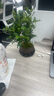 開時果 正宗清香胡椒木盆栽 辦公室內(nèi)桌面植物驅(qū)蚊草綠植源頭直發(fā)包郵 【推薦款】舍得紫砂盆+苔蘚+圓形底托 曬單實拍圖