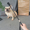 茨格曼 訓狗鞭小型犬打狗棍狗狗訓犬棒寵物愛心拍 響鞭馴狗器 訓練棒* 訓犬鞭60厘米 曬單實拍圖