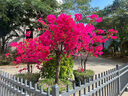 沛阮軟妹公主風(fēng)睡衣女生夏季新款過(guò)膝短袖睡裙可愛(ài)日系甜美少女家居服 6789米色蝴蝶結(jié)睡裙 XL 建議110-125斤 曬單實(shí)拍圖
