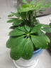 OIMG鴨腳木盆栽植物室內花四季常青好養老樁盆景吸甲醛八方來(lái)財七葉蓮 老樁鴨腳木/基地養植塑料盆 帶盆栽好 曬單實(shí)拍圖