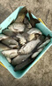 EJIA加厚便攜折疊式充氣釣魚(yú)浮臺路亞船專(zhuān)業(yè)釣魚(yú)船充氣平臺釣臺下網(wǎng)船 防滑加厚2米（可站著(zhù)路亞撒網(wǎng)） 曬單實(shí)拍圖
