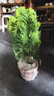 開時(shí)果 金柏樹苗側(cè)柏盆栽植物 香松小綠植好養(yǎng)四季常青盆景源頭直發(fā)包郵 原生盆(30-35cm) 加享 肥料 曬單實(shí)拍圖