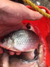 久巖靈釣黃尾鉤短子線綁好正品野釣短柄魚(yú)鉤鯪魚(yú)鲴研阿磯子線雙鉤成品 30cm黃尾鉤有刺【鉤2線0.6】 無(wú)規(guī)格 曬單實(shí)拍圖