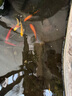 中國紅冷水淡水觀(guān)賞魚(yú)錦鯉魚(yú)活魚(yú)金魚(yú)小型好養紅鯉魚(yú)純種小錦鯉 10-12cm長(cháng)黃金3條 曬單實(shí)拍圖