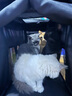 寵哈佩特中大型犬寵物推車(chē)狗狗貓咪泰迪嬰手推車(chē)外出小型寵物車(chē)輕便可折疊 黑色 曬單實(shí)拍圖
