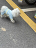 嬉皮狗（hipidog）寵物小狗衣服拼接防曬涼涼四腳衣冰爽夏日小型犬比熊博美寵物衣服 邦迪藍(lán) S （建議體重3-5斤） 曬單實(shí)拍圖