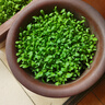 壽禾 20天雞毛菜種子四季小青菜秋冬季蔬菜小白菜油菜上海青陽(yáng)臺菜籽 雞毛菜種子10g約2000粒 曬單實(shí)拍圖
