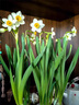 思泰克水培水仙花營(yíng)養液風(fēng)信子馬蹄蓮開(kāi)花水培植物肥料水仙花肥料 思泰克水仙營(yíng)養液 曬單實(shí)拍圖