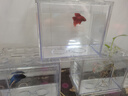 寵小帥泰國斗魚缸積木缸透明隔離盒觀賞魚適用桌面造景網(wǎng)紅亞克力積木缸 【裸缸】大號(hào)透明 第三件0元/下單三件自動(dòng)減價(jià) 曬單實(shí)拍圖