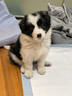 雙血統(tǒng)純種邊境牧羊犬七白三通賽級(jí)邊牧幼犬活體高智商寵物狗幼崽 寵物級(jí) 曬單實(shí)拍圖