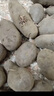 大禹土豆種子原種帶芽紅皮黃心土豆脫毒洋芋馬鈴薯批發(fā)早熟秋季蔬菜 黃心土豆種子5斤 曬單實(shí)拍圖