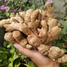 佰俏源焦作博愛懷姜土姜清化生姜姜糖膏原料期城老姜懷慶姜新鮮月子姜 實惠裝3斤 曬單實拍圖