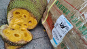 探味君 海南黃肉菠蘿蜜 一整個(gè)當(dāng)季特產(chǎn)木波羅蜜菠蘿蜜新鮮水果生鮮帶箱 【推薦裝】18-24斤 曬單實(shí)拍圖