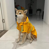 京厽大狗狗雨衣柴犬金毛邊牧拉布拉多中型大型犬寵物包防水雨披雨服 升拉鏈雨衣-橙色 2XL體重參照20-28斤 曬單實(shí)拍圖