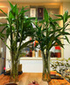 壹植富貴竹水培植物客廳轉運竹室內觀(guān)音竹龍竹綠植盆栽帶根節節高植物 開(kāi)運竹粗枝60-70厘米高6棵 曬單實(shí)拍圖
