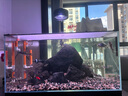 榮花施過(guò)濾棉魚(yú)缸專(zhuān)用高密度超濾棉濾材超濾水族箱上濾底濾海綿片 魚(yú)缸超濾棉【20*30cm/3張】 曬單實(shí)拍圖