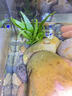 西游水族烏龜缸超白玻璃生態(tài)造景龜魚缸一體混養(yǎng)生態(tài)缸客廳專用家用飼養(yǎng)缸 40原生溪流豪華全套【缸+DIY造景+設備】 曬單實拍圖