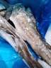 新鮮明太魚鮮活冷凍棒棒魚深海無頭狹鱈魚10斤海魚免處理整條商用 5斤裝   (8兩-1斤/條) 去頭去內(nèi)臟 曬單實拍圖