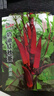 四季播種紅秋葵種子黃秋葵農家田園陽(yáng)臺盆栽皇帝菜秋葵營(yíng)養菜籽 紅秋葵種子【5包約500?！?原廠(chǎng)封裝 曬單實(shí)拍圖