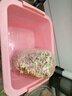 兒童蘑菇種植包種植蘑菇桶裝盆栽家庭學(xué)校桌面趣味園藝多肉植物 金針菇【熊貓小菇】1盒裝 曬單實(shí)拍圖