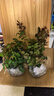 景郁春 JIRYUCUR灌木月季花苗特大花藤本花樹(shù)薔薇爬藤小苗蒂娜2顆源頭直發(fā) 曬單實(shí)拍圖