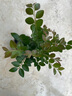 聽(tīng)雪樓名貴小葉紫檀盆景樹(shù)樁室內(nèi)花卉植物辦公桌面綠植樹(shù)苗盆栽h 矮霸老樁30厘米高 含原盆 曬單實(shí)拍圖