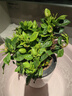 瑰季輕奢梔子花盆栽花卉植物室內(nèi)花陽臺(tái)綠植好養(yǎng)桅子花草樹苗大棵 梔子花自動(dòng)吸水盆白色 曬單實(shí)拍圖