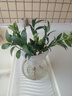 愛你一萬年竹柏水培綠植驅(qū)蚊竹辦公室內(nèi)花卉綠植四季好養(yǎng)白掌水培紅掌盆栽 【不含盆】驅(qū)蚊竹柏5顆 曬單實拍圖
