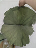 微山湖整張荷葉糯米雞叫花雞荷葉雞荷葉飯專用大片干荷葉切片500g 500g 曬單實拍圖