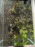 共度（Gong Du）雨裂草水蓑衣雨蝶易養(yǎng)紅色水草陰性魚缸草缸造景新手羽裂淡水植物 雨裂草2杯 曬單實(shí)拍圖
