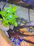 西游水族烏龜缸超白玻璃生態(tài)造景龜魚缸一體混養(yǎng)生態(tài)缸客廳專用家用飼養(yǎng)缸 40原生溪流豪華全套【缸+DIY造景+設備】 曬單實拍圖
