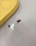 厚生蟑螂藥殺蟑膠餌氟蟻腙2%滅殺蟑螂餌劑屋貼廚房家用滅殺蜚蠊蟑螂 10g 1盒 曬單實(shí)拍圖