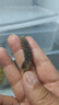 野生100只純大連海參孕婦放心吃干貨淡干海刺參 20只黑刺王（3-4厘米） 深海淡干海參 曬單實(shí)拍圖