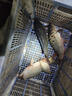 東強釣魚小藥強效誘魚添加劑黑坑野釣鯽魚鯉魚草青魚專用餌料窩料大全 秘殺鯽【鯽魚專用】 曬單實拍圖