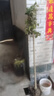 慕爾森桂花樹(shù)苗四季桂濃香型原生苗庭院盆栽地栽金桂別墅大桂花樹(shù)丹桂室 原生【狀元紅】開(kāi)花橙紅色 3公分粗【1.3-1.5米高】 曬單實(shí)拍圖