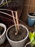 含笑花苗盆栽室內陽(yáng)臺濃香型庭院地栽大樹(shù)苗南方四季開(kāi)花耐寒植物 含笑花【4年苗/高度:25厘米】經(jīng) 不含盆 曬單實(shí)拍圖